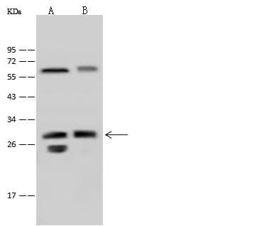 LIN7A Antibody (Preservative Free)