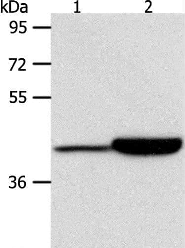 CAPG Antibody