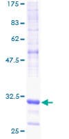 Human NDUFA1 Protein (Recombinant GST)