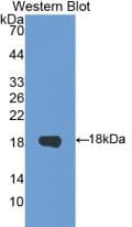 CRH / CRF Antibody (aa39-187)