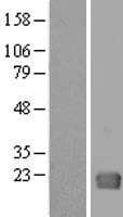 Human GAGE1 Protein (Over-Expression Lysate Myc-DDK (Flag))