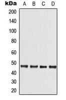 STK11 / LKB1 Antibody (C-Terminus)