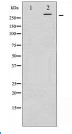 MTOR Antibody