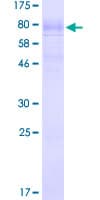 Human SLC1A3 / EAAT1 Protein (Recombinant GST)