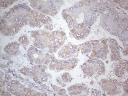 SDHB Antibody (clone OTI1H6)