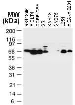 TRAF3 Antibody (aa341-568)