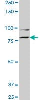 COG2 Antibody (clone 3H8)