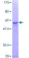 Human ASB8 Protein (Recombinant GST)