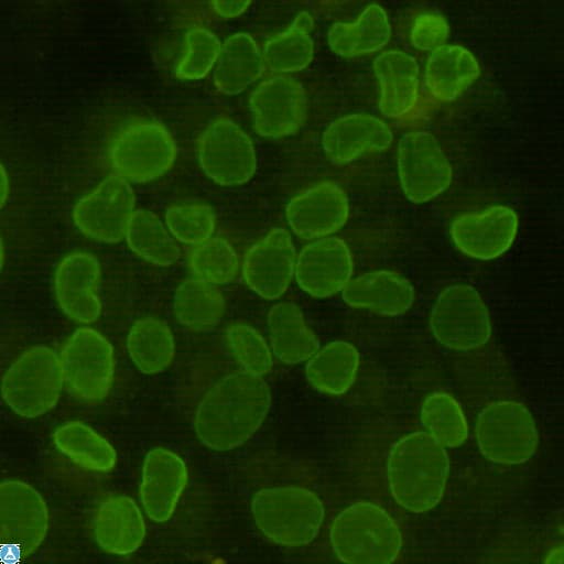 LMNB1 / Lamin B1 Antibody