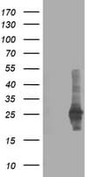 CXorf26 Antibody (clone OTI1F3)