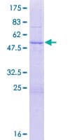 Human KIFC2 / Kinesin C2 Protein (Recombinant GST)