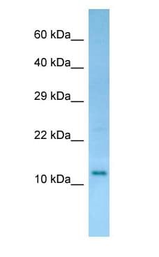 RGD1308134 Antibody (aa54-103)