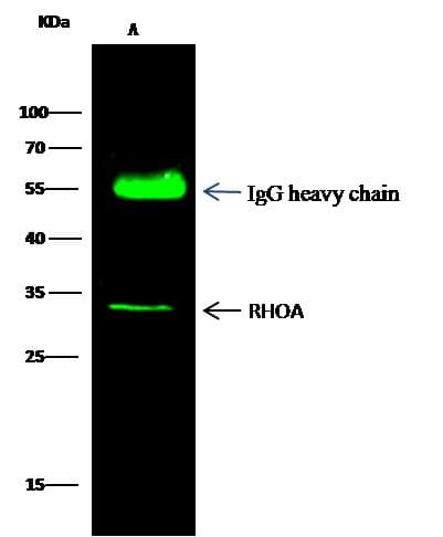 RHOA Antibody (Preservative Free)