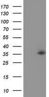 NUDT6 Antibody (clone OTI7F4, Carrier-free)