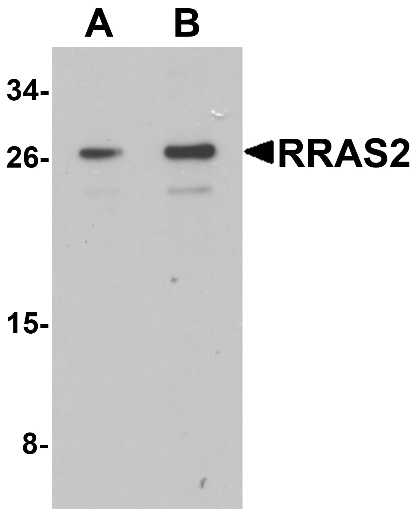 TC21 / RRAS2 Antibody