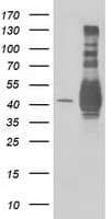 MAPRE2 / EB2 Antibody (clone OTI3C7)