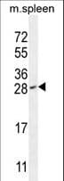 IAH1 Antibody (aa78-106)