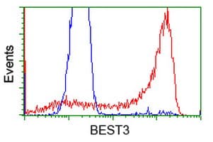 VMD2L3 / BEST3 Antibody (clone OTI3B11, Carrier-free)