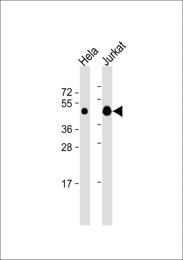 Requiem / DPF2 Antibody