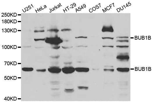 Polyclonal Rabbit anti-Human BUB1B / BubR1 Antibody (IHC, WB)