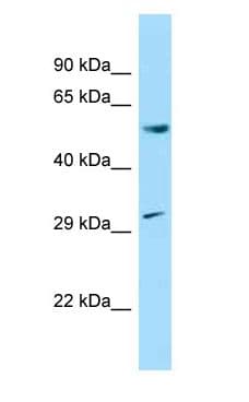 CCNL1 / Cyclin L1 Antibody (aa105-154)