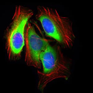 SLC2A4 / GLUT-4 Antibody (aa224-353, clone 3G10A3)