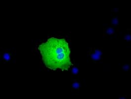 PEX5 Antibody (clone OTI6E9)