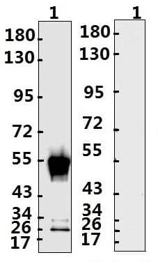 Recombinant Monoclonal Human anti-Coronavirus SARS-CoV-2 Nucleoprotein Antibody (WB)