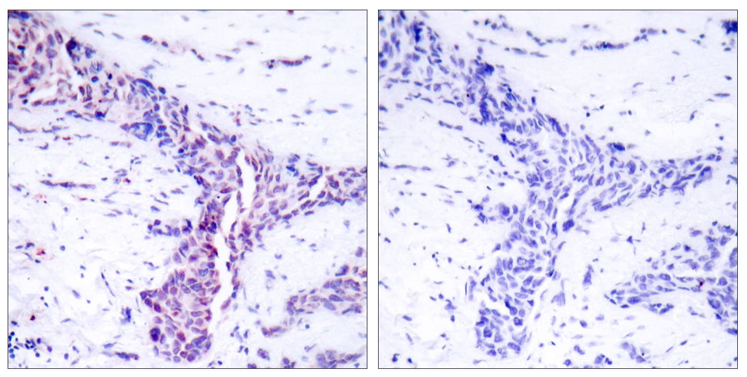 ATF2 Antibody (aa40-89)