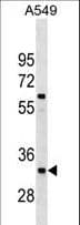 XRCC4 Antibody (aa205-234)