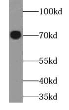 DVL1 / DVL / Dishevelled Antibody