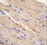 FAM69B Antibody (aa107-136)