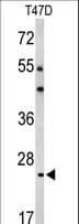 BCL2A1 Antibody (aa53-81)