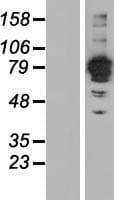 FSD2 Protein (Over-Expression Lysate Myc-DDK (Flag))