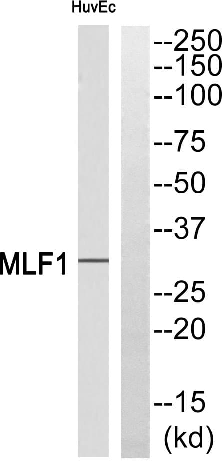 MLF1 Antibody