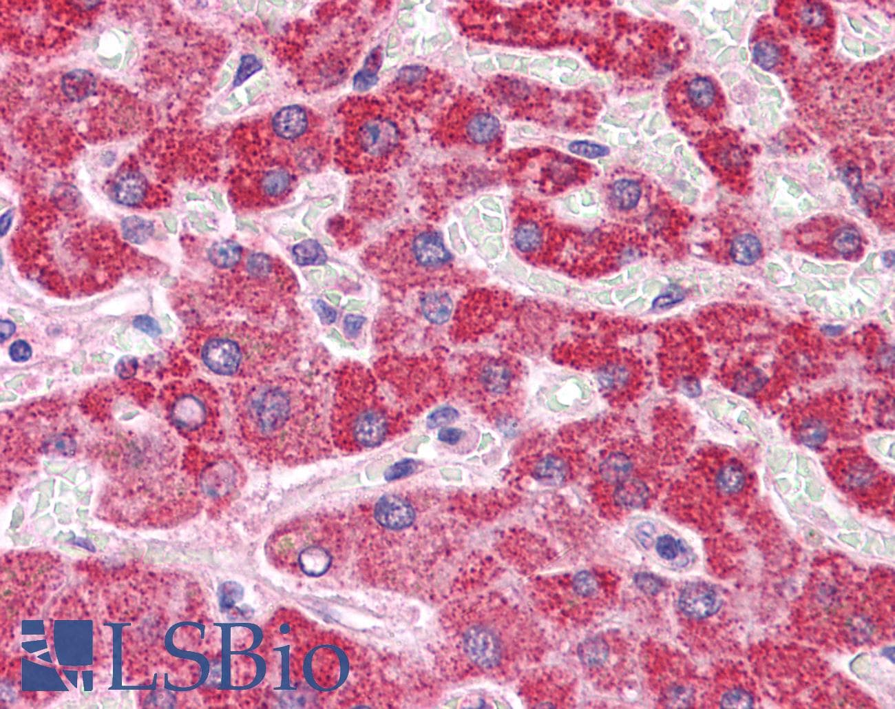 IHC-plus™ HAAO Antibody