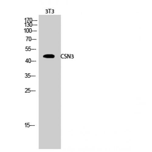 COPS3 / CSN3 Antibody (340-420 aa, Internal)