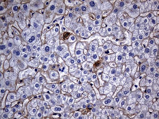 TGFBI Antibody (aa405-683, clone OTI9A11)