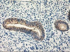 CAPN9 / Calpain 9 Antibody (clone OTI3G10, Carrier-free)