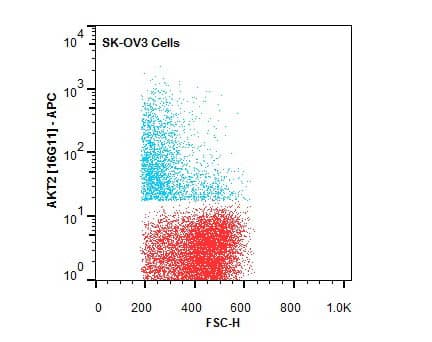 Monoclonal Rat anti-Human AKT2 Antibody (clone 16G11.E8, APC, Internal, IHC, IF, WB)