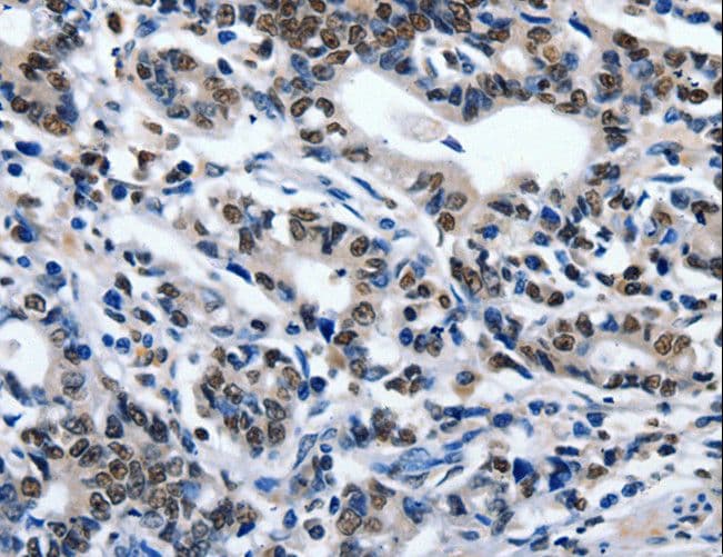 Polyclonal Rabbit anti-Human ENPP3 / CD203c Antibody (IHC)