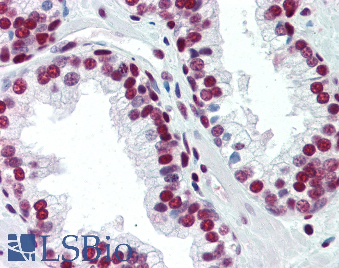 IHC-plus™ PCNA Antibody (clone PC10)