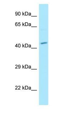 MPP1 Antibody (aa24-73)