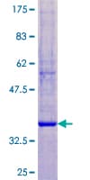 Human KLK12 / Kallikrein 12 Protein (Recombinant GST)