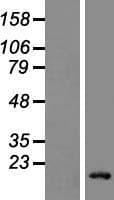 LY6G6D Protein (Over-Expression Lysate Myc-DDK (Flag))