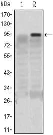 KLF4 Antibody (clone 1000000)