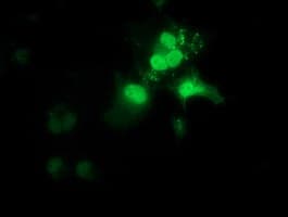OTUB2 Antibody (clone OTI6F7)