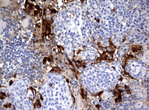IDO1 / IDO Antibody (clone UMAB126)