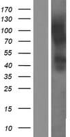 C20orf54 Protein (Over-Expression Lysate Myc-DDK (Flag))