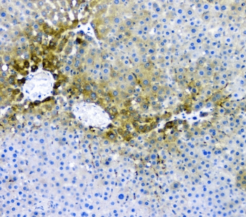 RMI2 / C16orf75 Antibody